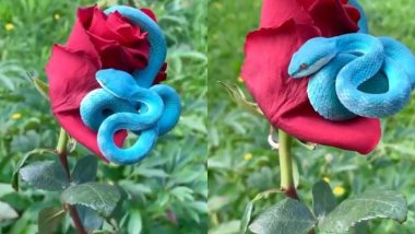 Rare Blue Snake Viral Video: लाल गुलाब के फूल से लिपटे नीले रंग के दुर्लभ सांप का वीडियो हुआ वायरल, यूजर्स बोले- दुनिया का सबसे सुंदर सांप