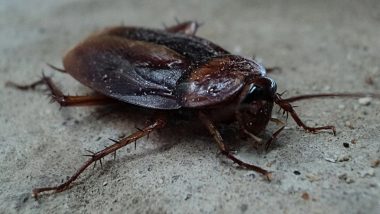 Cockroaches: घर में बढ़ते कॉकरोच के आतंक से हैं परेशान, निजात पाने के लिए आजमाएं ये जबरदस्त घरेलू उपाय