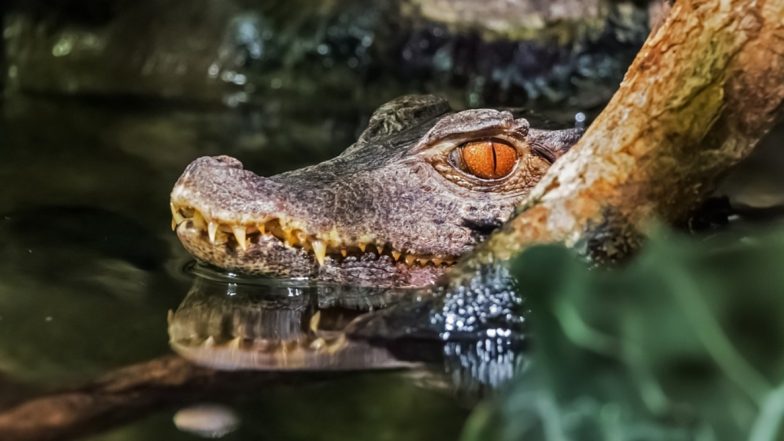 Crocodile Viral Video: मगरमच्छ ने पानी में स्पीडबोट के साथ लगाई जबरदस्त रेस, वीडियो सोशल मीडिया पर हुआ वायरल