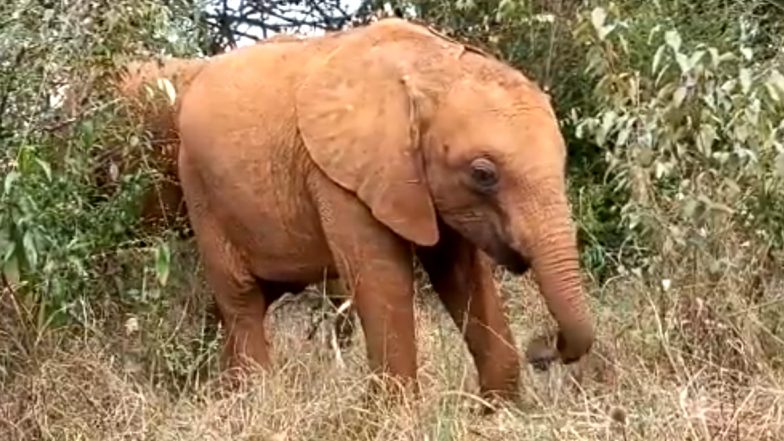 Baby Elephant Adorable Video: अपनी छोटी सूंड की मदद से घास खाते नन्हे अनाथ हाथी का प्यारा वीडियो हुआ वायरल, जिसे देख आपको भी आ जाएगा उस पर प्यार