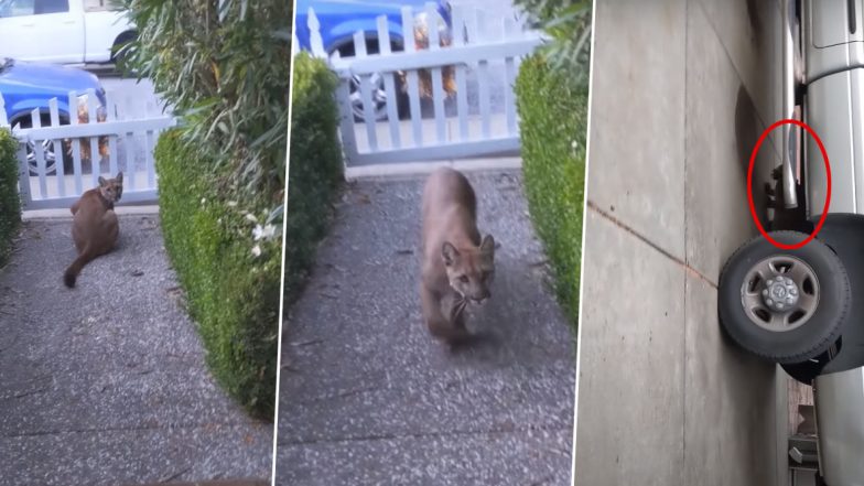 Mountain Lion Stalking Children: कैलिफोर्निया में सड़क पर खेल रहे बच्चों को घूरते हुए एक पहाड़ी शेर का वीडियो हुआ वायरल, जिसे देख आपके भी उड़ जाएंगे होश