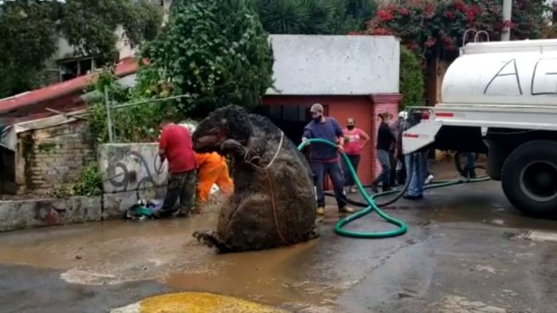 Giant Rat Video: नाले की सफाई करते समय श्रमिकों को मिला एक विशाल चूहा, मैक्सिको सिटी से वायरल हुए इस वीडियो को देख उड़े लोगों के होश