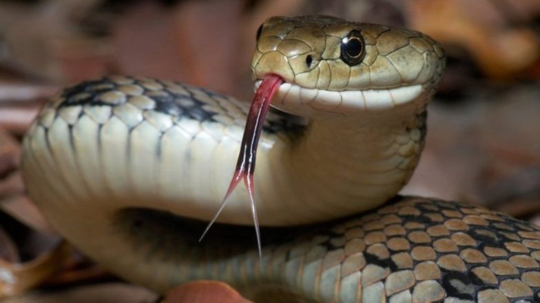 World Snake Day 2021: ये हैं दुनिया के 5 सबसे जहरीले सांप, जिनके काटने से पल भर में जा सकती है जान