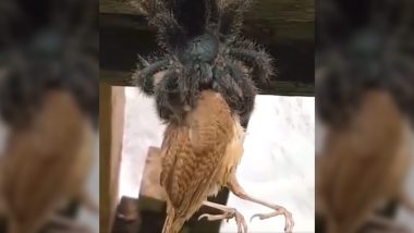 Huge Spider Eats Bird: कभी किसी मकड़ी को चिड़िया खाते हुए देखा है? वायरल वीडियो को देखकर हैरान हैं इंटरनेट यूजर्स