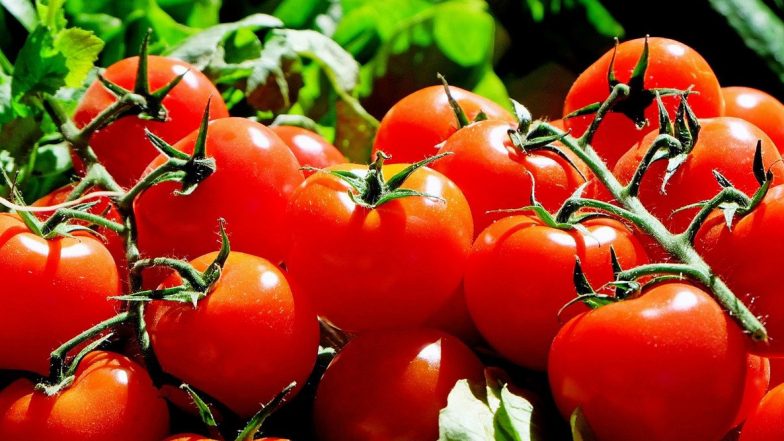 Tomato Prices in Delhi: दिल्ली में टमाटर की कीमतें 80 रुपये प्रति किलो के पार, जानिए रेट क्यों बढ़ा