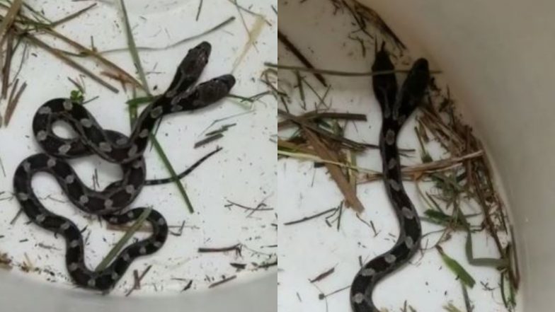 Two Headed Snake Viral Video: नॉर्थ कैरोलिना में घर के भीतर दो मुंह वाले दुर्लभ सांप को देख महिला के उड़े होश, फिर जो हुआ...देखें वायरल वीडियो