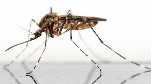 China Cat Que Virus: कोरोना संकट के बीच भारत के लिए नई मुसीबत, चीन से दूसरा CQV वायरस फैलने का खतरा