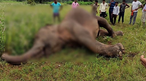 छत्तीसगढ़ के महासमुंद जिले में करंट लगने से Elephant की मौत,  ग्रामीणों से पूछताछ जारी