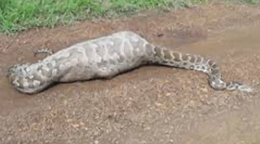 Python Swallows New-Born Blue Bull: फतेहपुर में 18 फुट लंबे अजगर ने नवजात 'नीलगाय' को निगला, आगे हुई ये दिक्कत