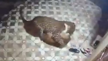 Leopard Attacks Pet Dog in Pune: रात के अंधेरे में तेंदुए ने किया कुत्ते पर हमला, आगे जो हुआ उसे देखकर उड़ जाएंगे आपके होश, देखें CCTV में कैद हुआ वीडियो