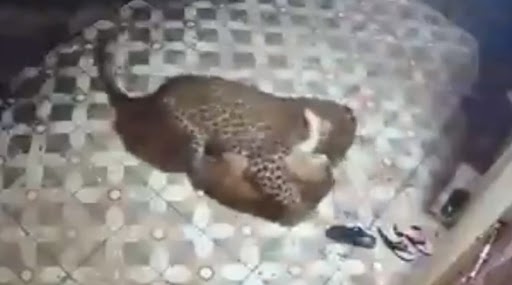 Leopard Attacks Pet Dog in Pune: रात के अंधेरे में तेंदुए ने किया कुत्ते पर हमला, आगे जो हुआ उसे देखकर उड़ जाएंगे आपके होश, देखें CCTV में कैद हुआ वीडियो