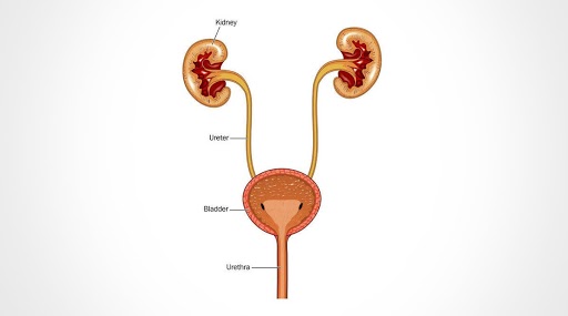 Home Remedies for Urinary Tract Infections: यूरिनरी ट्रैक्ट इन्फेक्शन के लिए अपनाएं ये 6 घरेलू उपाय