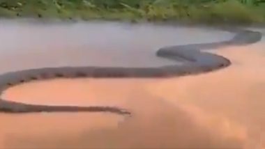 Anaconda Viral Video: ब्राजील में तैरकर नदी पार करते 50 फुट के विशाल एनाकोंडा का वीडियो हुआ वायरल, जानिए क्या है इसकी सच्चाई