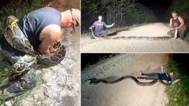 Burmese Python: फ्लोरिया एवरग्लेड्स में Snake Hunters ने पकड़ा एक विशाल बर्मीज अजगर, देखें हैरान करने वाली तस्वीरें और वीडियो