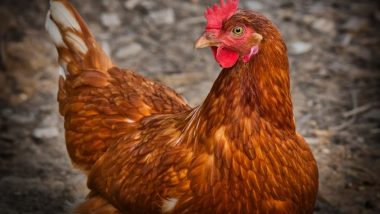 Sex With Pet Chickens: ब्रिटेन का एक शख्स अपनी पालतू मुर्गियों के साथ करता था सेक्स और पत्नी बनाती थी वीडियो, आरोपी को मिली ये सजा