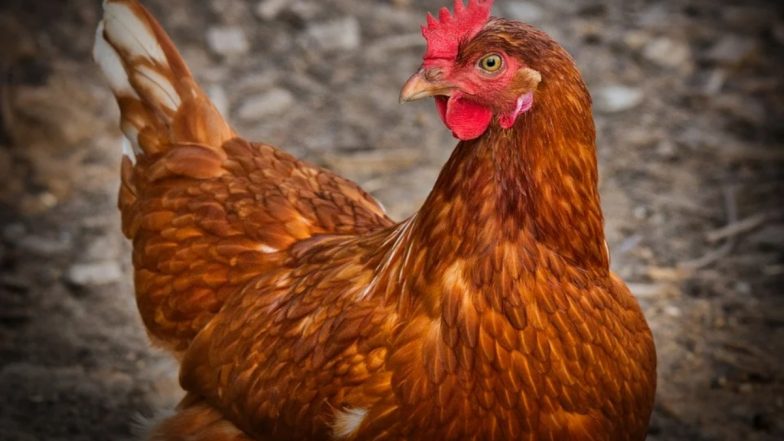 Sex With Pet Chickens: ब्रिटेन का एक शख्स अपनी पालतू मुर्गियों के साथ करता था सेक्स और पत्नी बनाती थी वीडियो, आरोपी को मिली ये सजा