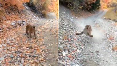 Cougar Stalks Man Scary Video: राह चलते शख्स का अमेरिकी तेंदुए ने दूर तक किया पीछा, डरावना वीडियो हुआ वायरल