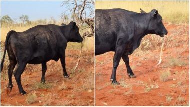 Cow Eating Python: उत्तरी ऑस्ट्रेलिया में एक भूखी गाय ने बनाया अजगर को अपना निवाला, हैरान करने वाली तस्वीरें इंटरनेट पर वायरल