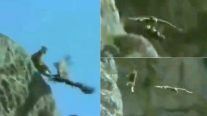 Eagle Killing a Goat: चट्टान से खींचकर सुनहरे चील ने बकरी को उतारा मौत के घाट, हैरान करने वाला वीडियो इंटरनेट पर तेजी से हो रहा है वायरल