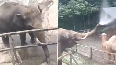 Elephant and Camel Video: ऊंट के साथ मस्ती के मूड़ में दिखा हाथी, सूंड में पानी भरकर किया यह काम...मजेदार वीडियो हुआ वायरल