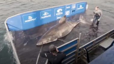 50-year-old White Shark 'Queen of the Ocean' Caught: विशाल सफ़ेद शार्क को कनाडा में नोवा स्कोटिया से पकड़ा गया, देखें वायरल वीडियो