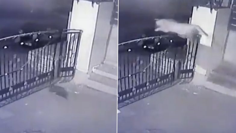 Leopard Attack on Dog: कुत्ते का शिकार करने के लिए तेंदुए ने लगाई ऊंची छलांग, देखकर आपके भी उड़ जाएंगे होश (Watch Viral Video)