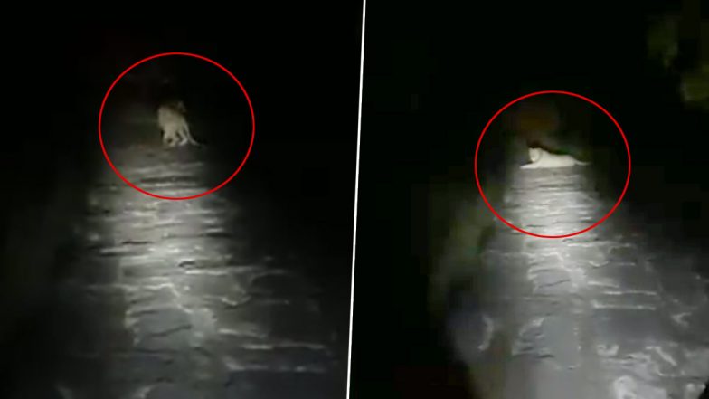 Lion Sitting on the Road: रात में घर जाते समय फॉरेस्ट गार्ड का शेर से हुआ सामना, उसने कही ऐसी बात कि चुपचाप रास्ते से हटकर दूर चला गया जंगल का राजा (Watch Viral Video)