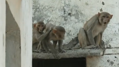 Monkey Fight in Agra: ताजमहल के शहर आगरा में बंदरों के दो समूहों के बीच भयंकर लड़ाई, दो लोगों की मौत