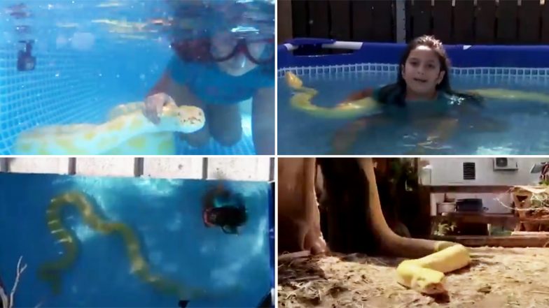 Little Girl Swims With Python: अपने पालतू अजगर के साथ पूल में स्विमिंग करती 8 साल की लड़की, वायरल वीडियो देख आप भी हो जाएंगे हैरान