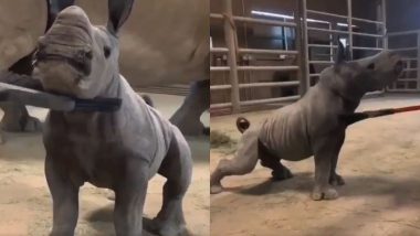 Baby Rhino Viral Video: क्लिनिंग सेशन का लुत्फ उठाते नन्हे गेंडे का वीडियो वायरल, बेबी राइनो ने जीता इंटरनेट यूजर्स का दिल