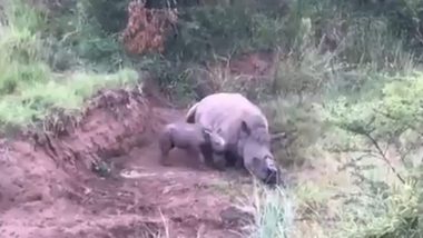 Baby Rhino Viral Video: शिकारियों द्वारा शिकार हुई मां को जगाने की कोशिश करता दिखा नन्हा गैंडा, देखें इमोशनल कर देने वाला यह वायरल वीडियो