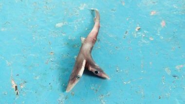 Two-Headed Baby Shark: महाराष्ट्र के पालघर में मछुआरों द्वारा पकड़े गए दो सिर वाले दुर्लभ बेबी शार्क की तस्वीरें वायरल, देखकर आपके भी उड़ जाएंगे होश