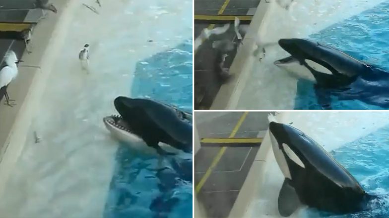Killer Whale: विशाल किलर व्हेल ने पक्षियों का शिकार करने के लिए आजमाया गजब का तरीका, वायरल वीडियो देख आप भी रह जाएंगे दंग