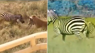 Zebra Vs Lion: अपने बच्चे को बचाने के लिए शेर से जा भिड़ी मां जेब्रा, जंगल के राजा को मारी ऐसी किक कि उसे माननी पड़ी हार (Watch Viral Video)