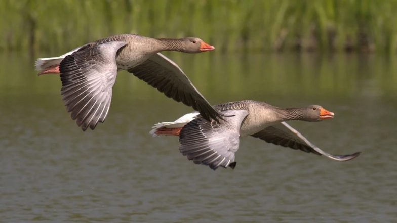 World Migratory Bird Day 2020: विश्व प्रवासी पक्षी दिवस आज, जानें पक्षियों को समर्पित इस दिन का इतिहास, थीम और महत्व