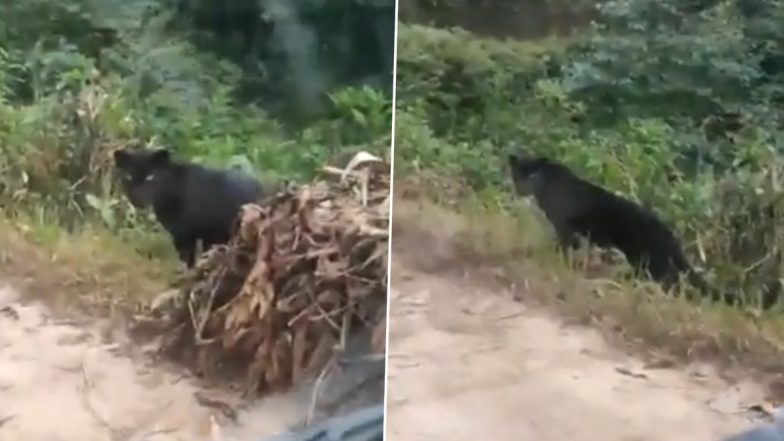 Black Panther Viral Video: देश के एक पहाड़ी जंगल में घूमता दिखा दुर्लभ ब्लैक पैंथर, हैरान करने वाला वीडियो इंटरनेट पर हुआ वायरल