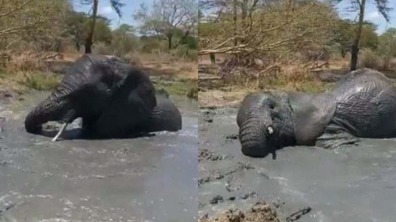 Elephant Enjoys Bath Time: पानी में लोटपोट होकर स्नान का लुत्फ उठाते 9 साल के अनाथ हाथी का प्यारा वीडियो हुआ वायरल, आप भी देखें