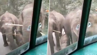 Elephants Eating Sugarcane Viral Video: बीच सड़क पर हाथी के परिवार ने रोका ट्रक, फिर उसमें से गन्ने निकाल कर लगे खाने, यूजर्स बोले- ये है सही टैक्स वसूली