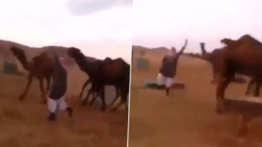 Camels Dance Video: अपने मालिक के साथ ऊंटों ने किया डांस, देखें वायरल वीडियो