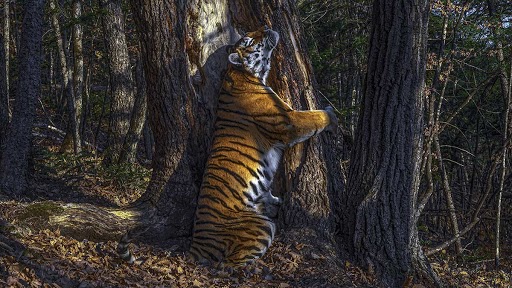 Wildlife Photography Award 2020: साइबेरियाई बाघिन के पेड़ को गले लगाए हुई दुर्लभ तस्वीर को मिला वन्यजीव फोटोग्राफी पुरस्कार, देखें तस्वीर