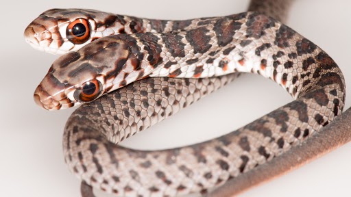 Two-Headed Snake: पालतू बिल्ली घर में ले आयी दो सिर वाला दुर्लभ सांप, तस्वीरें देखकर हो जाएंगे हैरान