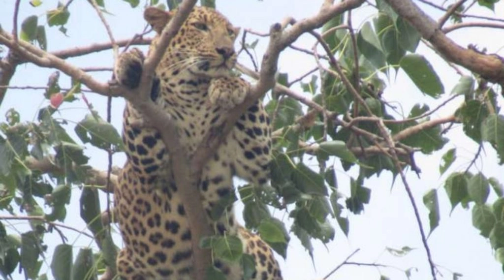 आग से बचने के लिये तेंदुआ ट्रांसफार्मर पर चढ़ा, करंट लगने से हुई मौत