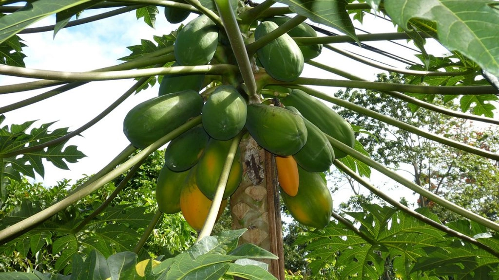 MP में कोरोना काल के दौरान पपीता की खेती कर किसान बना लखपति