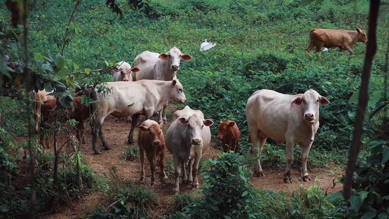 हरियाणा के पूर्व मंत्री और कांग्रेस नेता निर्मल सिंह पर उत्तर प्रदेश में गोहत्या का मामला दर्ज