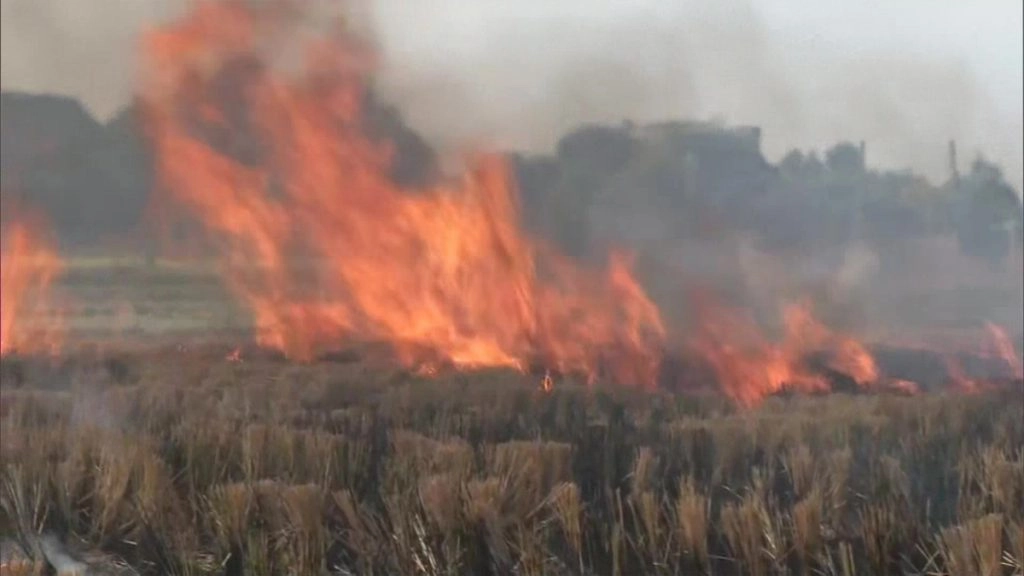 लुधियाना में किसानों ने खेत में जलाई पराली