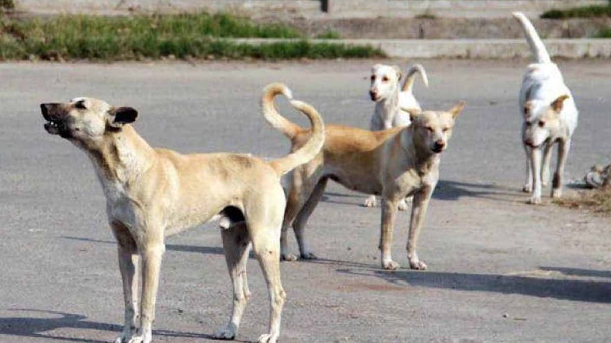 Dombivali Shocker: वीडियो वायरल होने के बाद कुत्ते का यौन शोषण करने वाला गिरफ्तार