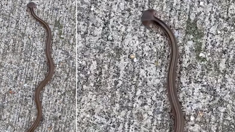 Bizarre Snake Viral Video: सड़क पर चलते अजीबो-गरीब सांप का वायरल वीडियो देख लोग हुए हैरान, बोले- पहले कभी ऐसा नहीं देखा