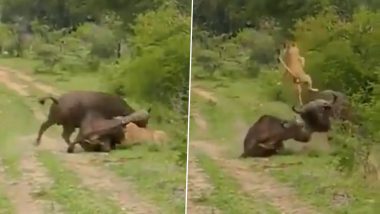 Viral Video: भैंस ने पटक-पटक कर शेर का किया बुरा हाल, इस जबरदस्त लड़ाई का वीडियो हुआ वायरल