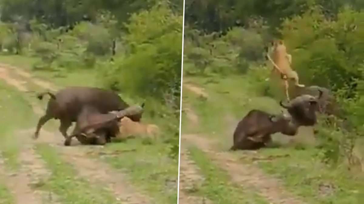 Viral Video: भैंस ने पटक-पटक कर शेर का किया बुरा हाल, इस जबरदस्त लड़ाई का वीडियो हुआ वायरल | 👍 LatestLY हिन्दी