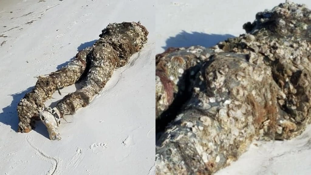 फ्लोरिडा में पुतले को डेड बॉडी समझकर महिला ने पुलिस को किया फोन, हैरान करने वाली तस्वीरें वायरल